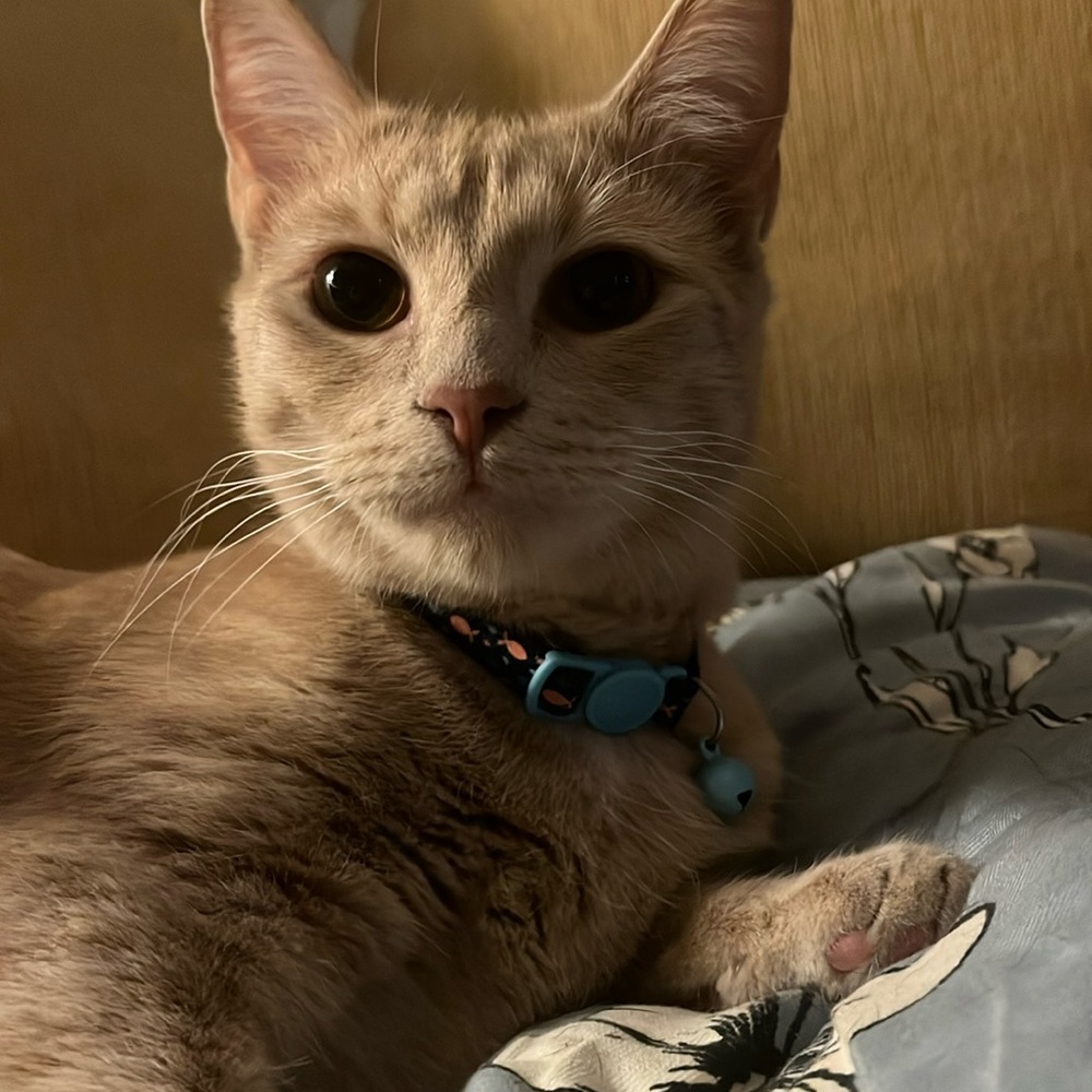 Meet your Posher, Kilea